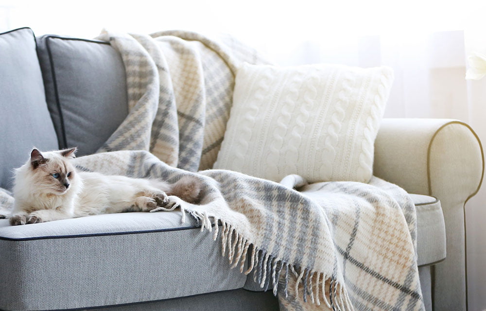 How do I protect my couch from pets? 6 useful tips Cover My Furniture