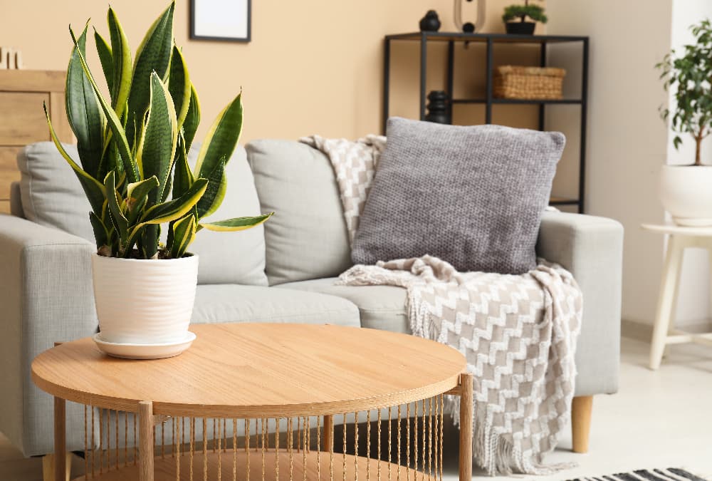 fitted sofa cover in airy living room with plant and blanket